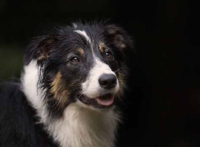 Cães Superinteligentes: Desvendando os Segredos das 10 Raças Mais Espertas