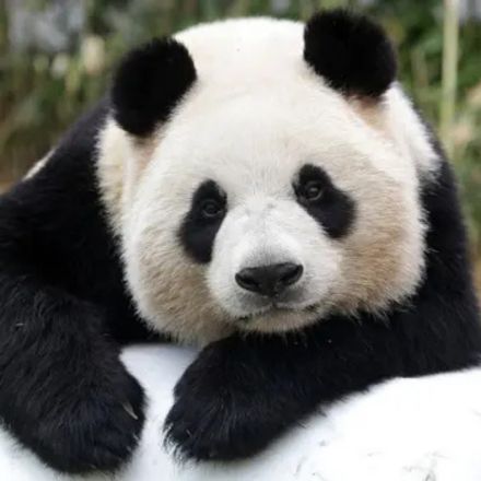 Células-tronco: Uma nova esperança para a preservação dos pandas gigantes