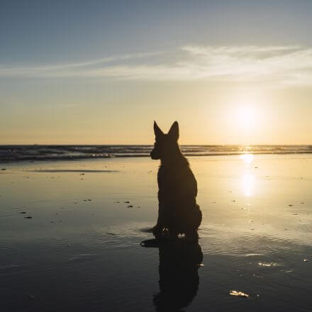 O Melhor Horário para Levar Seu Cão à Praia e Tornando o Dia Inesquecível
