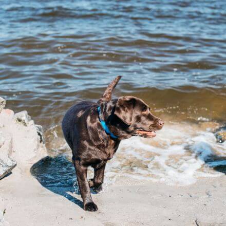 É Permitido Levar Cachorro à Praia?