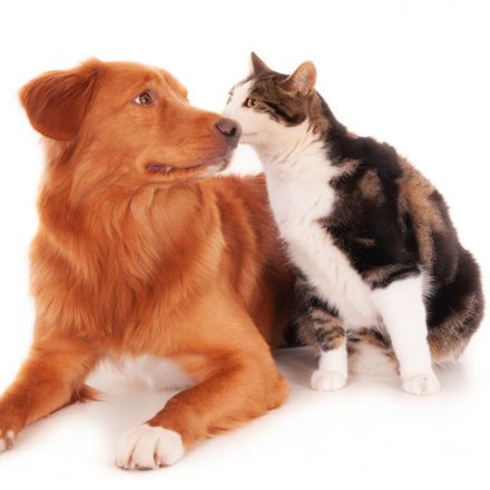 Gatos x Cachorros: Por que Eles Não Se Entendem?