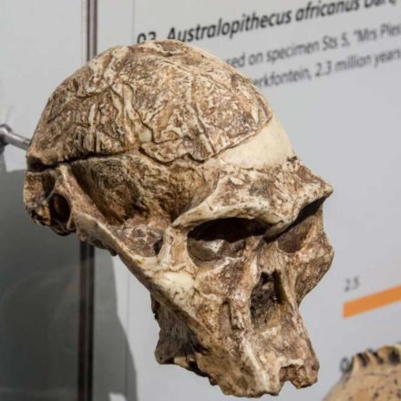 Anadoluvius turkae