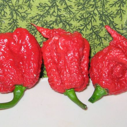 Carolina Reaper: A Ceifadora da Picância
