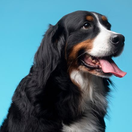 Seu cão é mais incrível do que você imagina: 6 curiosidades incríveis sobre os melhores amigos do homemSeu cão é mais incrível do que você imagina: 6 curiosidades incríveis sobre os melhores amigos do homem