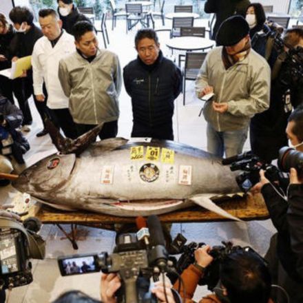 Peixe milionário: Atum gigante bate recorde em leilão e vira sushi de luxo