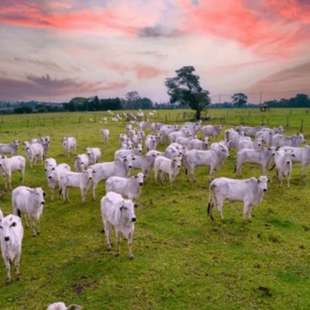 Brasil bate recorde na produção de carnes e se consolida como potência mundial