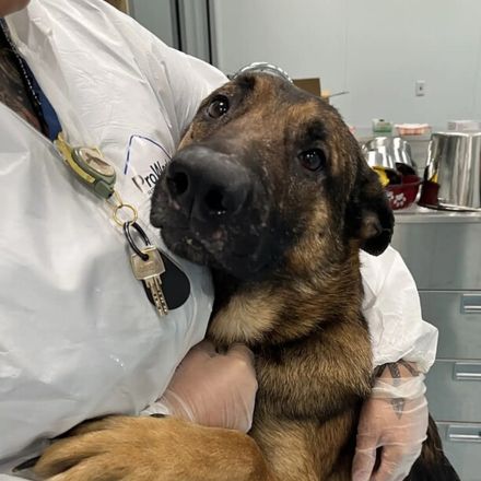 Horror em Nova York: 40 Cães Belgas Malinois Resgatados de Apartamento Imundo em Cena de Crueldade Absoluta