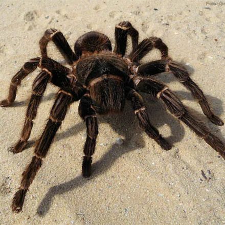 Aranha Macho ou "Aranho"? Desvendando o Mistério do Gênero dos Bichos!
