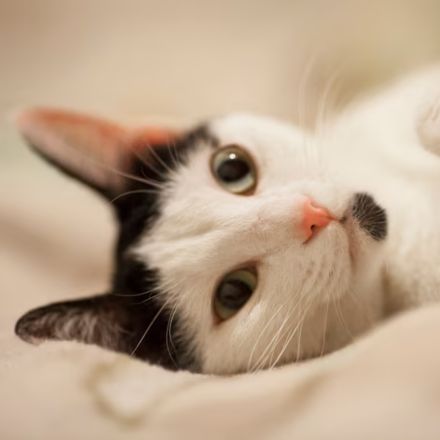 Um Microbioma Ancestral e um Futuro Mais Saudável
