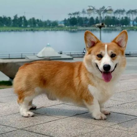 Welsh Corgi: O Cãozinho Real que Conquistou o Coração da Rainha e do Mundo