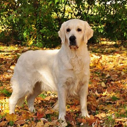 Golden Retriever Tipo Britânico