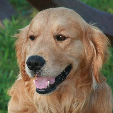 Golden Retriever: O Companheiro Perfeito que Conquistou o Mundo com Seu Coração Dourado
