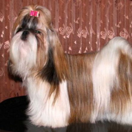 Shih Tzu: O Pequeno Cão-Leão que Conquistou o Mundo com Muito Charme e Fofura