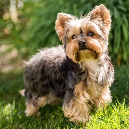 Yorkshire Terrier: O Pequeno Gigante de Pelos de Seda
