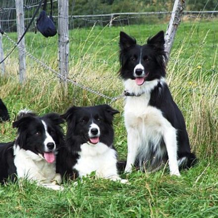 Border Collie