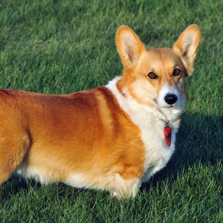 Welsh Corgi Pembroke