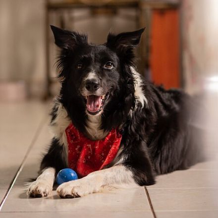 Border Collie: O Gênio Inquieto que Conquistou o Mundo (e o Título de Cão Mais Inteligente)