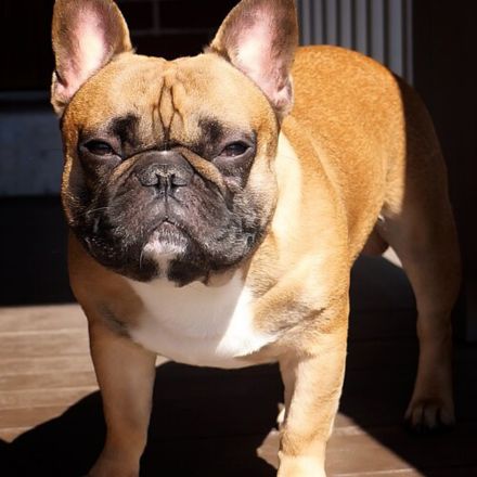 Buldogue Francês: O Charme Travesso de Paris que Conquistou o Mundo