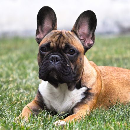 Buldogue francês