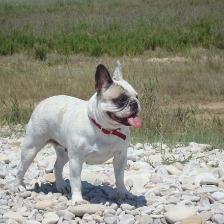 Buldogue francês
