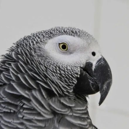 Os Papagaios Censores de Zoológico: Cinco Aves Separadas por Xingar e Rir dos Visitantes. Entenda a Ciência Por Trás da Audácia.