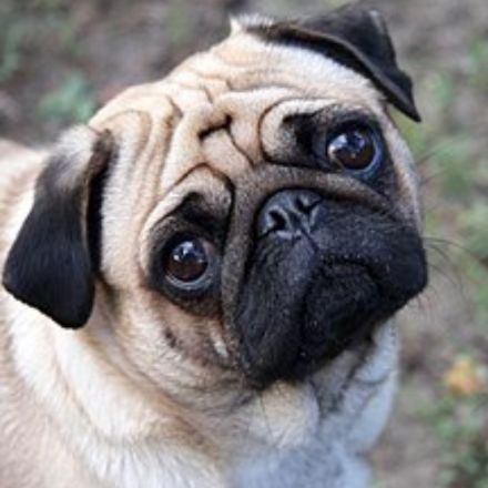 O Charme Real e o Coração de Leão: Por Que o Pug Conquistou o Mundo (e o Seu Sofá)