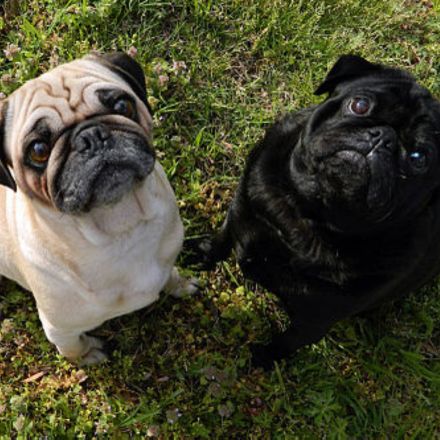 Pug esquerdo de cor abricó e direito de cor preta