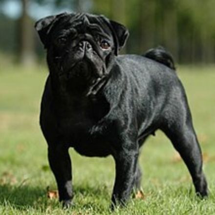 Pug de pelagem preta