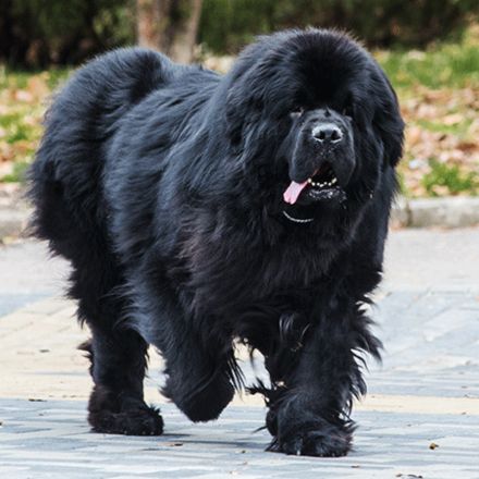 O c das Águas: Conheça o Terra Nova, o Cão Herói com Coração de Ouro