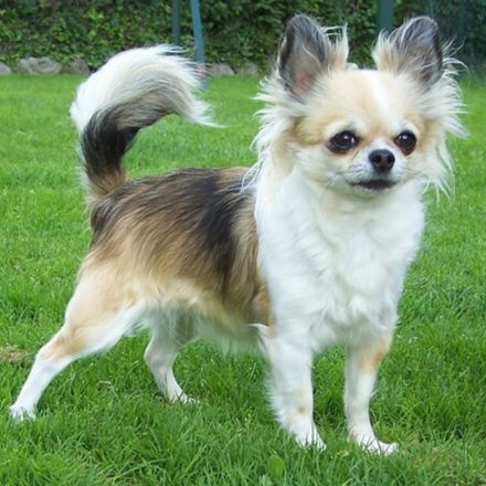 Descubra a história milenar e os cuidados essenciais do Chihuahua, o menor cão do mundo com a maior personalidade.