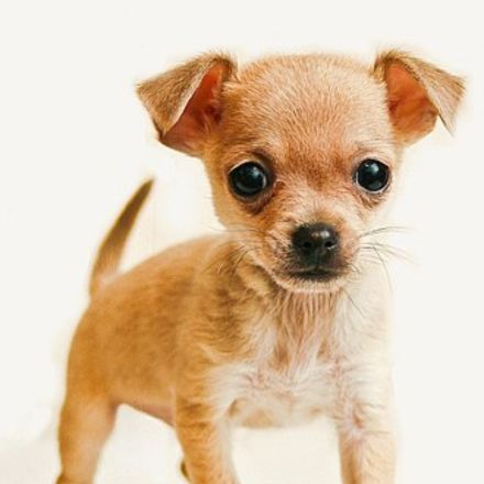 Descubra a história milenar e os cuidados essenciais do Chihuahua, o menor cão do mundo com a maior personalidade.