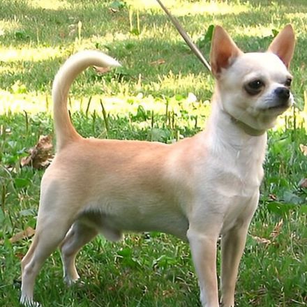 O chihuahua, acredita-se, possui forte parentesco com o techichi, do qual só não herdou o tamanho.