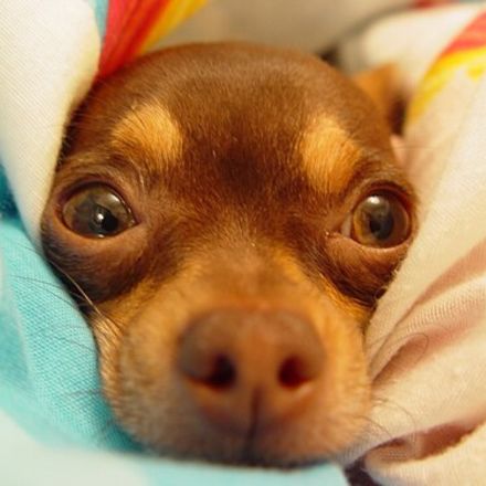O chihuahua, enquanto parte da cultura humana, passou por cruzamentos para diminuir seu tamanho e para tornar-se um "eterno bebê", o que gerou alguns pontos negativos em sua personalidade. Apesar disso, é visto como o cão de colo número 1 no mundo, graças a seu 1 kg e sua aparência exótica.