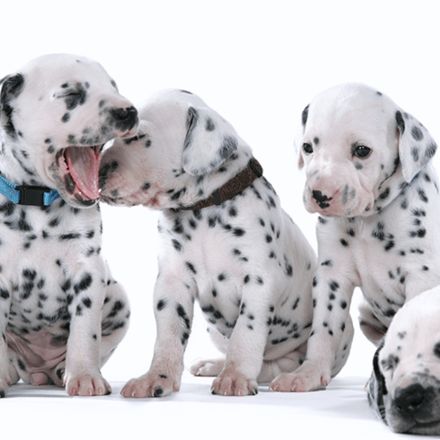 Filhotes de Dálmata
