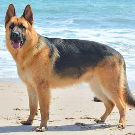 Conheça o Pastor Alemão! História, temperamento leal, cuidados de saúde e o que faz desta raça o cão de guarda e herói da família ideal.