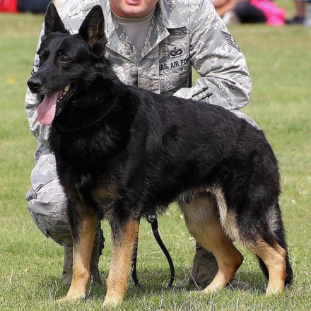 Bicolor. Melanístico. Predominantemente preto com marcas castanhas ou marrons.