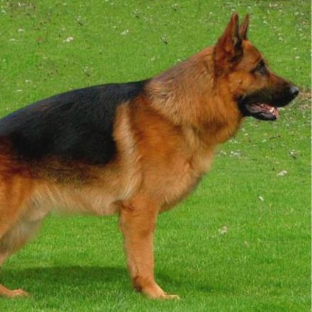 Bicolor. Marcação apelidada "capa-preta". Marrom ou avermelhado com manto preto.