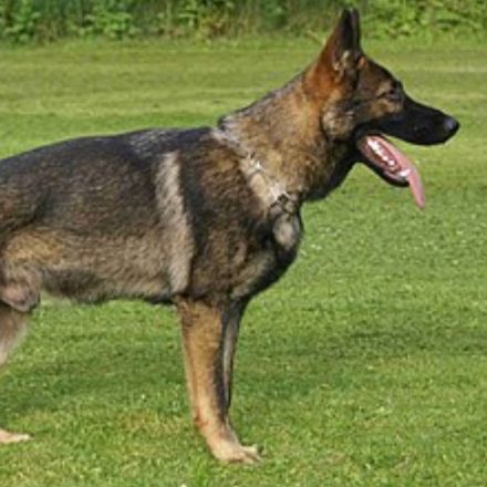 Tradicional. Conhecido como "cinza"; "sable"; ou encarvoado. (geneticamente dominante)