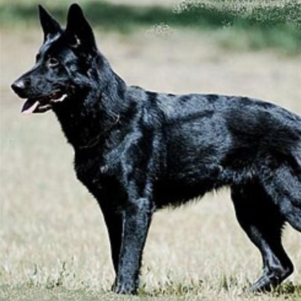 Unicolor. Sólido. Inteiramente preto, (recessivo).