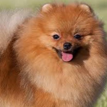 Spitz Alemão - Crédito: Getty Images/iStockphoto