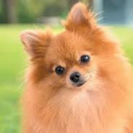 A Pequena Nuvem de Fofura: Descubra o Charme Imponente e a Personalidade do Spitz Alemão (Lulu da Pomerânia)