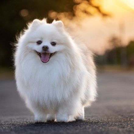 Spitz Alemão - Crédito: Getty Images/iStockphoto