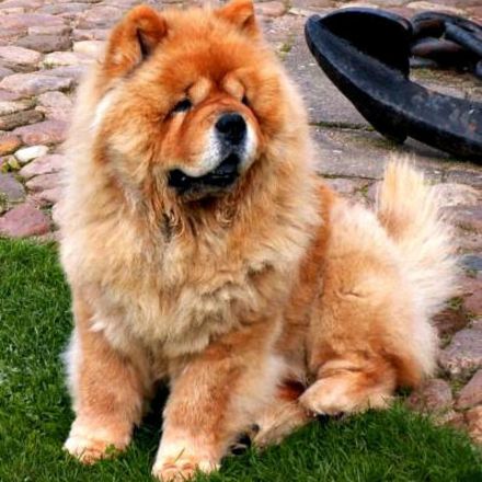 Descubra o Chow-Chow, o "cão-leão" de língua azul com alma de gato! Conheça sua história milenar, temperamento leal e independente.