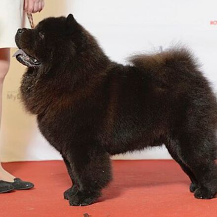 Cão chow-chow de pelagem preta em evento de conformação.