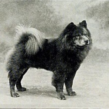 Chow chow. Campeão ocidental chamado “Red Craze”, nascido em 8 de Junho de 1901.