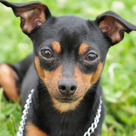 Descubra o Pinscher! Pequeno caçador com história gigante. Conheça a origem, as raças (Miniatura, Dobermann, etc.) e o charme inigualável deste pet leal.