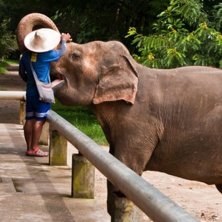 Santuários de Elefantes em Chiang Mai