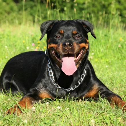 Rottweiler